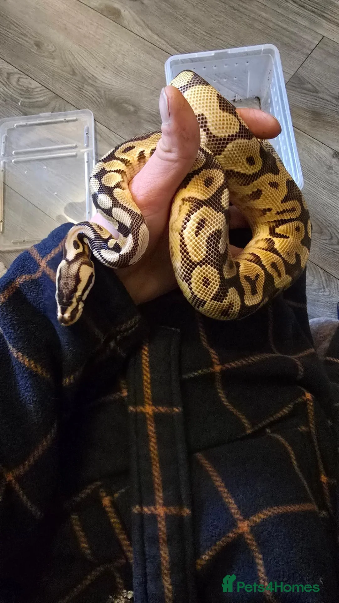 Python Snake reptiles for sale: Male enchi pastel hypo royal python with setup - Advert 1