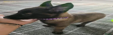 Belgian Shepherd Dog 7