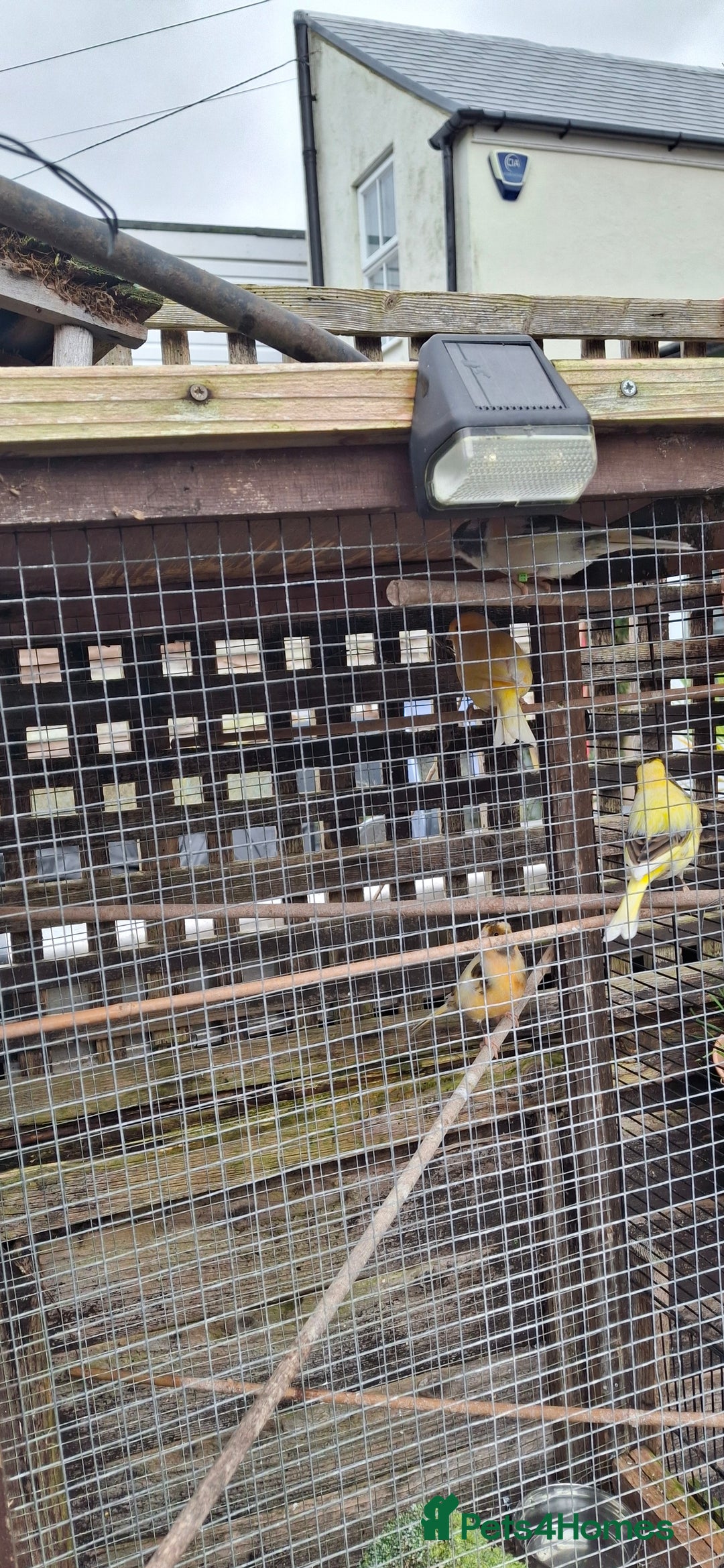 Canaries birds for sale: 6 Canaries  - Advert 5