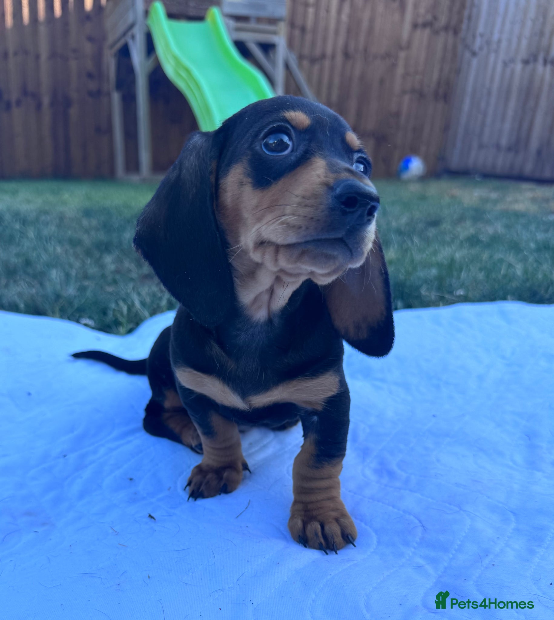 Miniature Dachshund dogs for sale: Adorable mini smoothe dachshund puppies - Advert 9