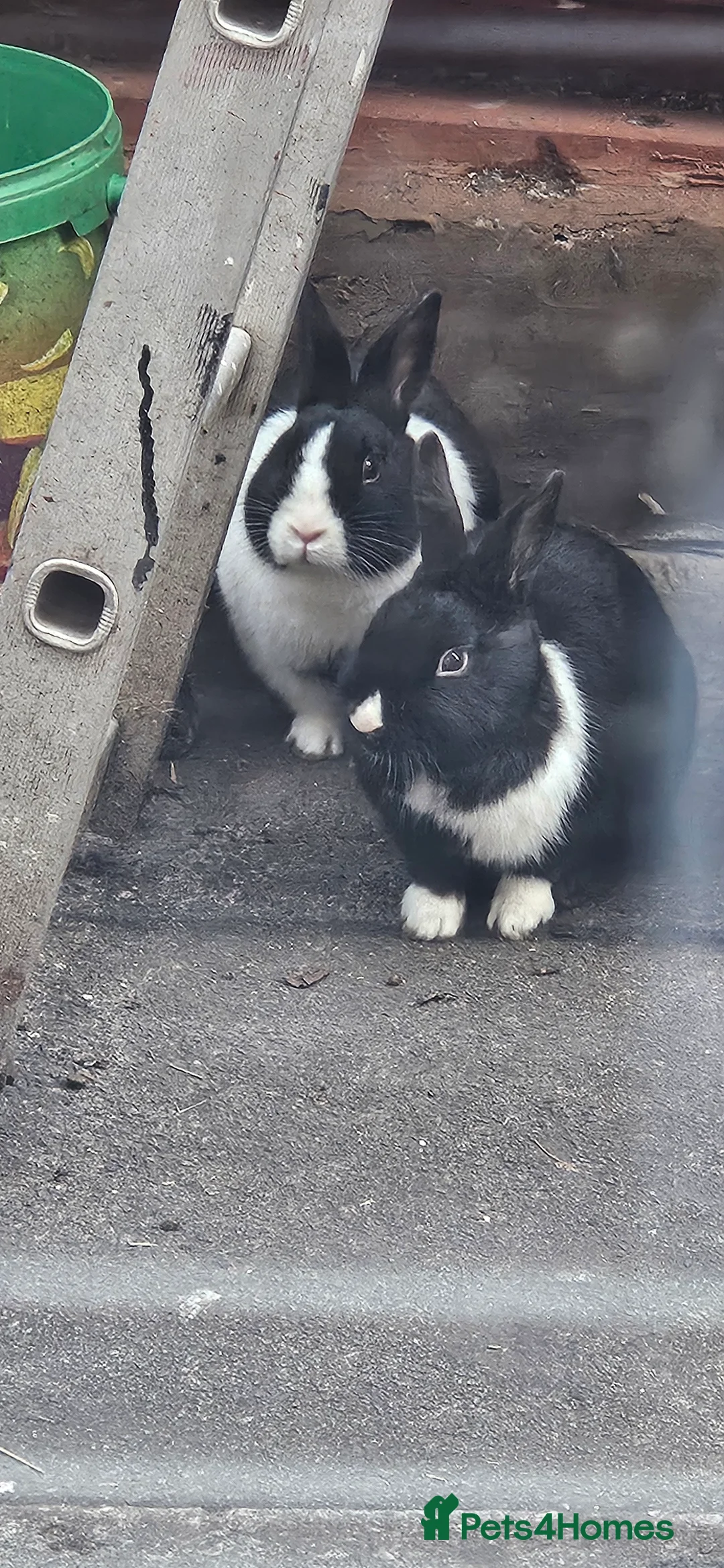 Mixed Breed rabbits for sale: They are all boys  😊 - Advert 6