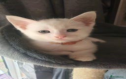 Turkish Angora cats for sale: Turkish angora cross Bengal  - Image 19