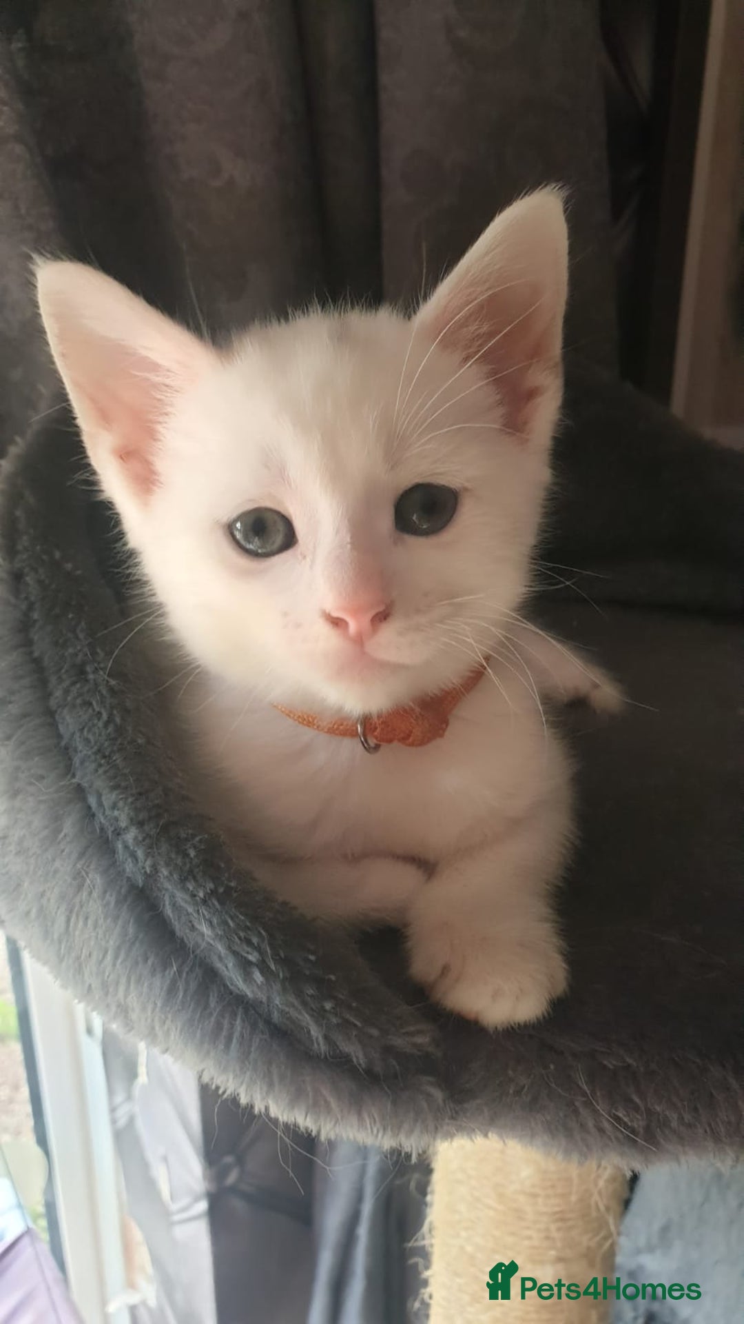 Turkish Angora cats for sale: Turkish angora cross Bengal  - Image 19