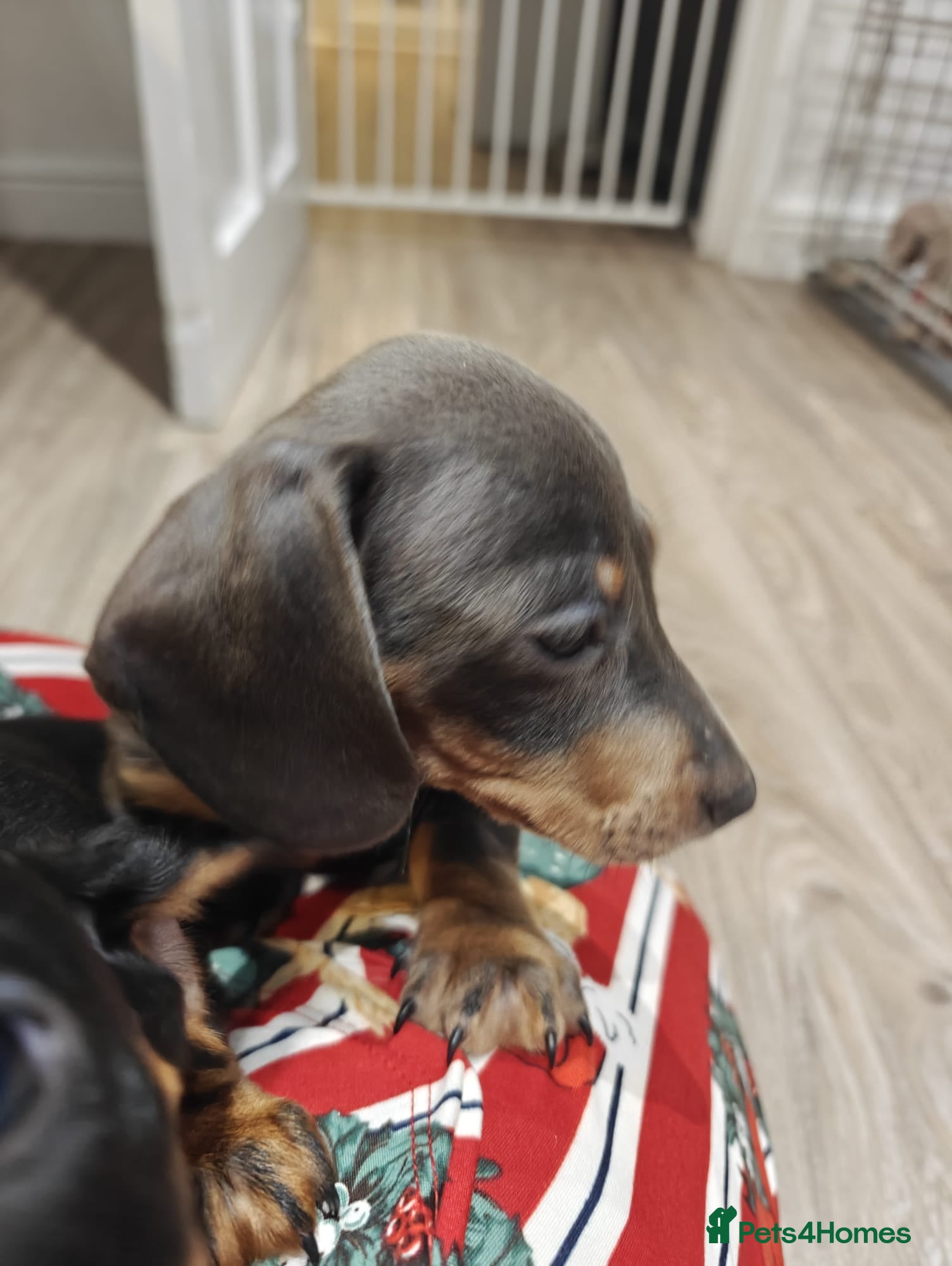 Miniature Dachshund dogs KC Miniature Shorthaired Dachshund puppy - Advert 5