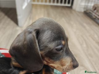Miniature Dachshund dogs KC Miniature Shorthaired Dachshund puppy - Advert 16