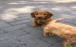 Cockapoo dogs for sale: F1 Cockapoo puppies  - Image 11