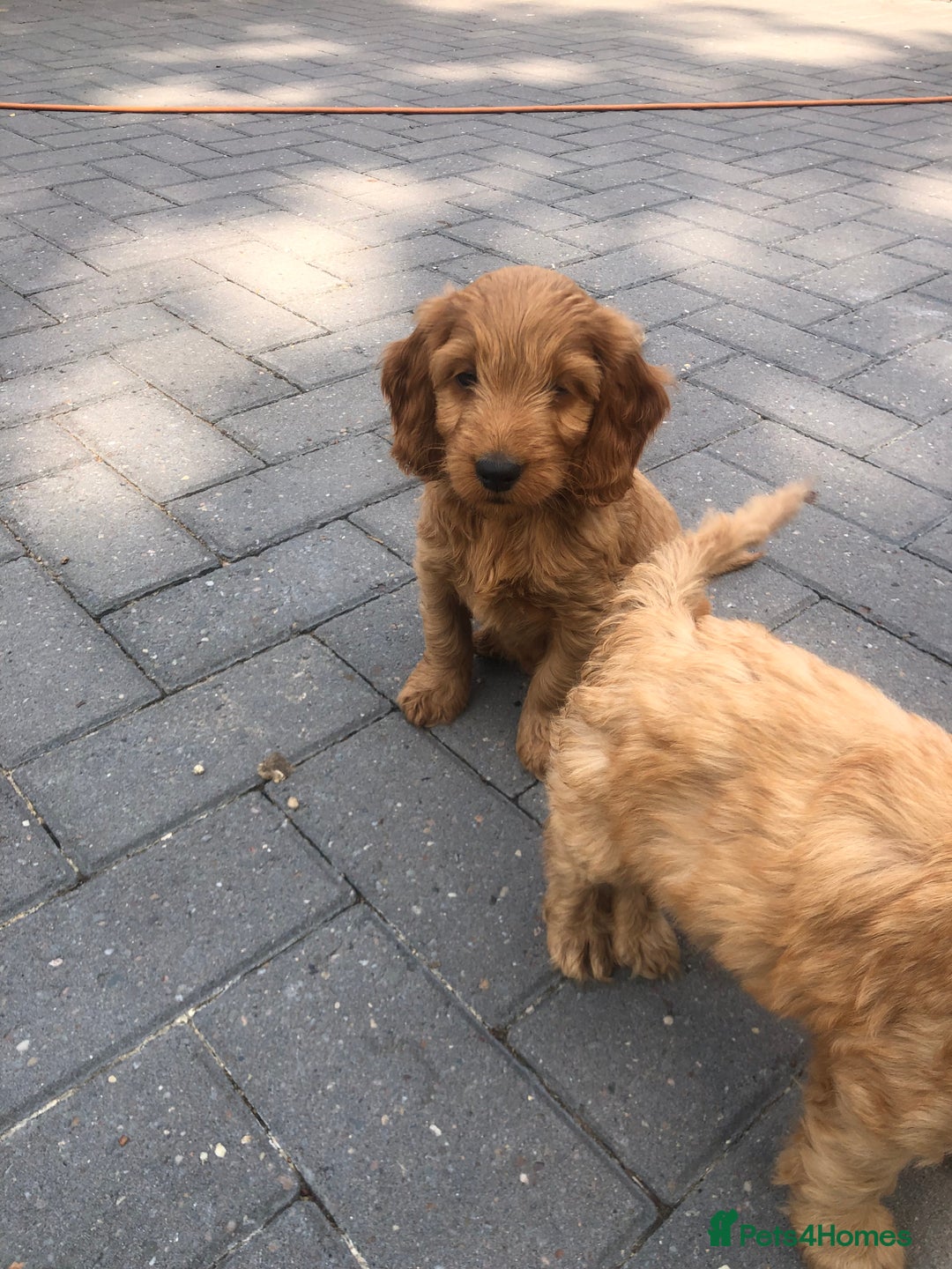 Cockapoo dogs for sale: F1 Cockapoo puppies  - Image 11