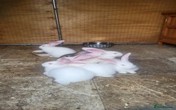 Continental Giant rabbits for sale: Continental giant buns only 2 left  - Image 2