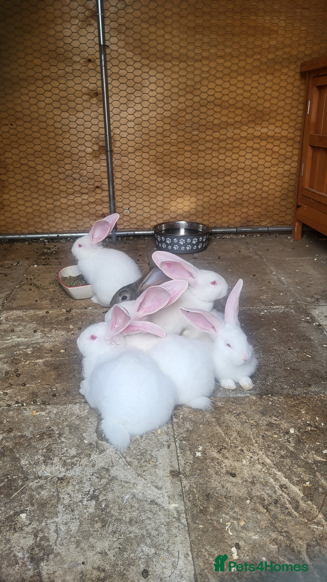 Continental Giant rabbits for sale: Continental giant buns only 2 left  - Image 2