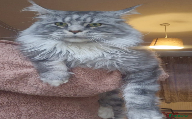 Maine Coon cats - Advert 12