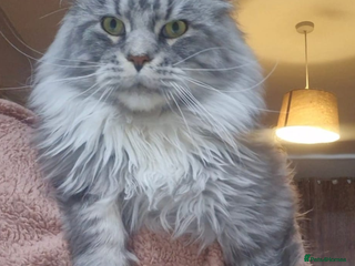 Maine Coon cats - Advert 10