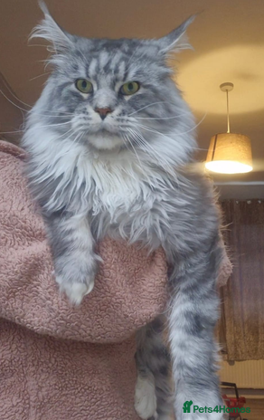 Maine Coon cats - Advert 10