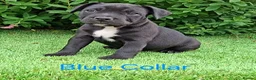 Staffordshire Bull Terrier dogs for sale: Classic Staffordshire Bull Terrier Puppies  - Advert 19