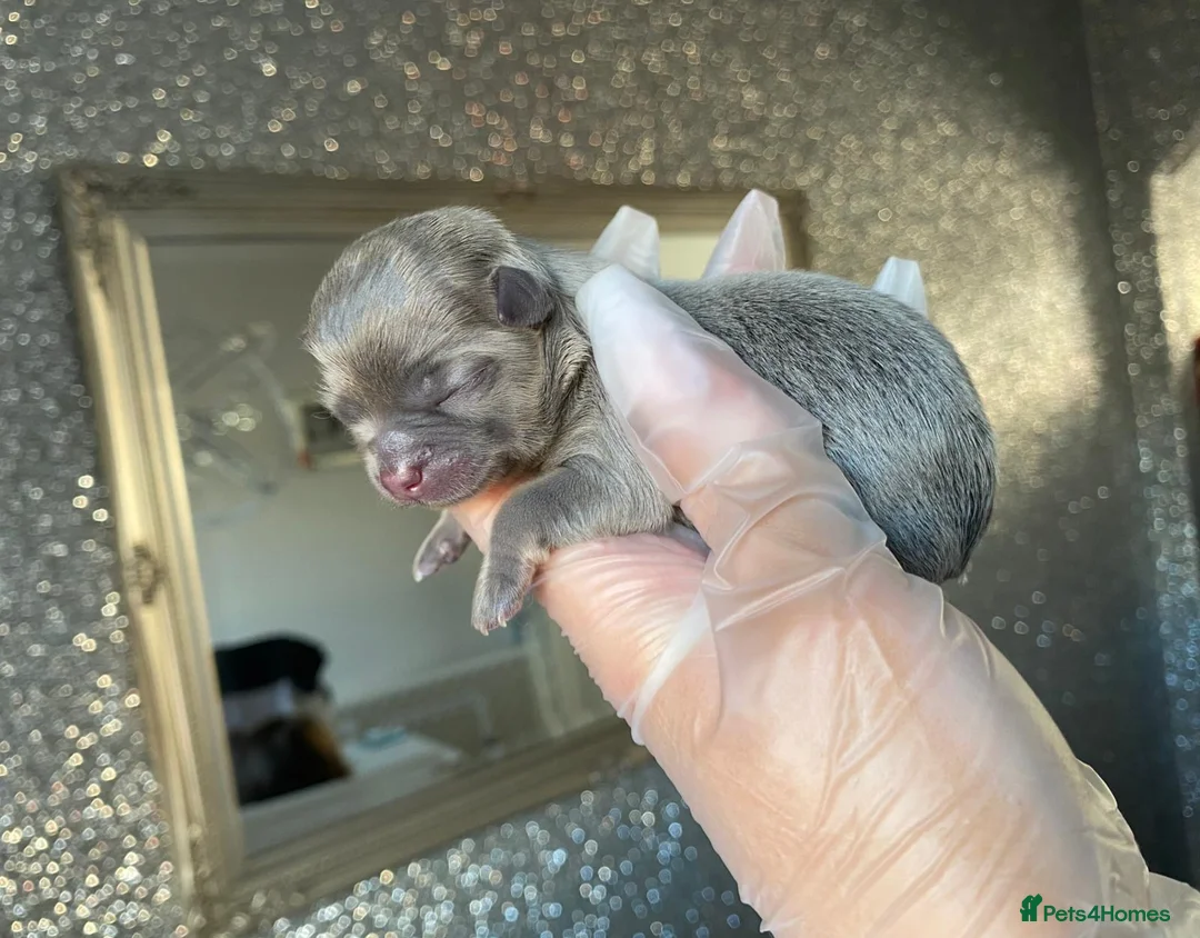 Chihuahua dogs for stud: Extra tiny chocolate and tan stud dog DNA tested in Rotherham - Advert 24