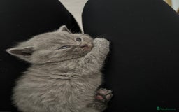 British Shorthair cats for sale: British short hair kittens  - Image 4