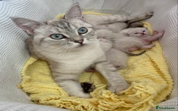 Siamese cats for sale: Siamese x Maine coon  - Advert 1