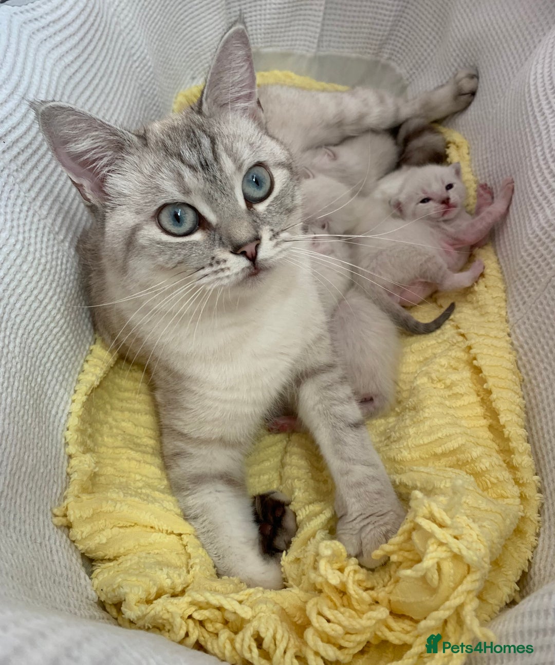 Siamese cats for sale: Siamese x Maine coon  - Advert 1