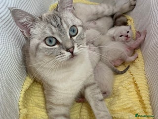 Siamese cats Siamese x Maine coon - Advert 1