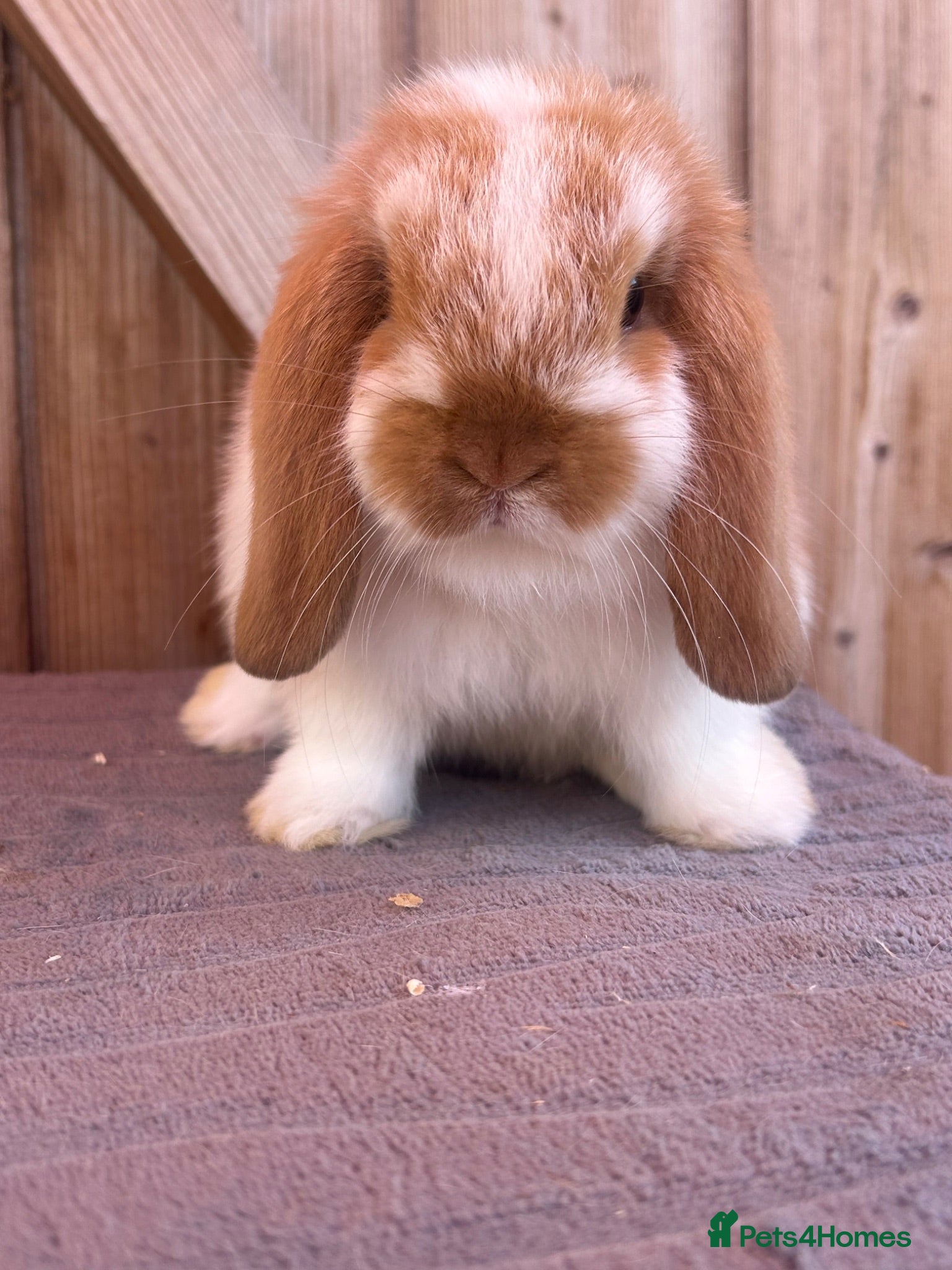 Mini Lop rabbits Show bloodline mini lop babies for reserve  - Advert 1