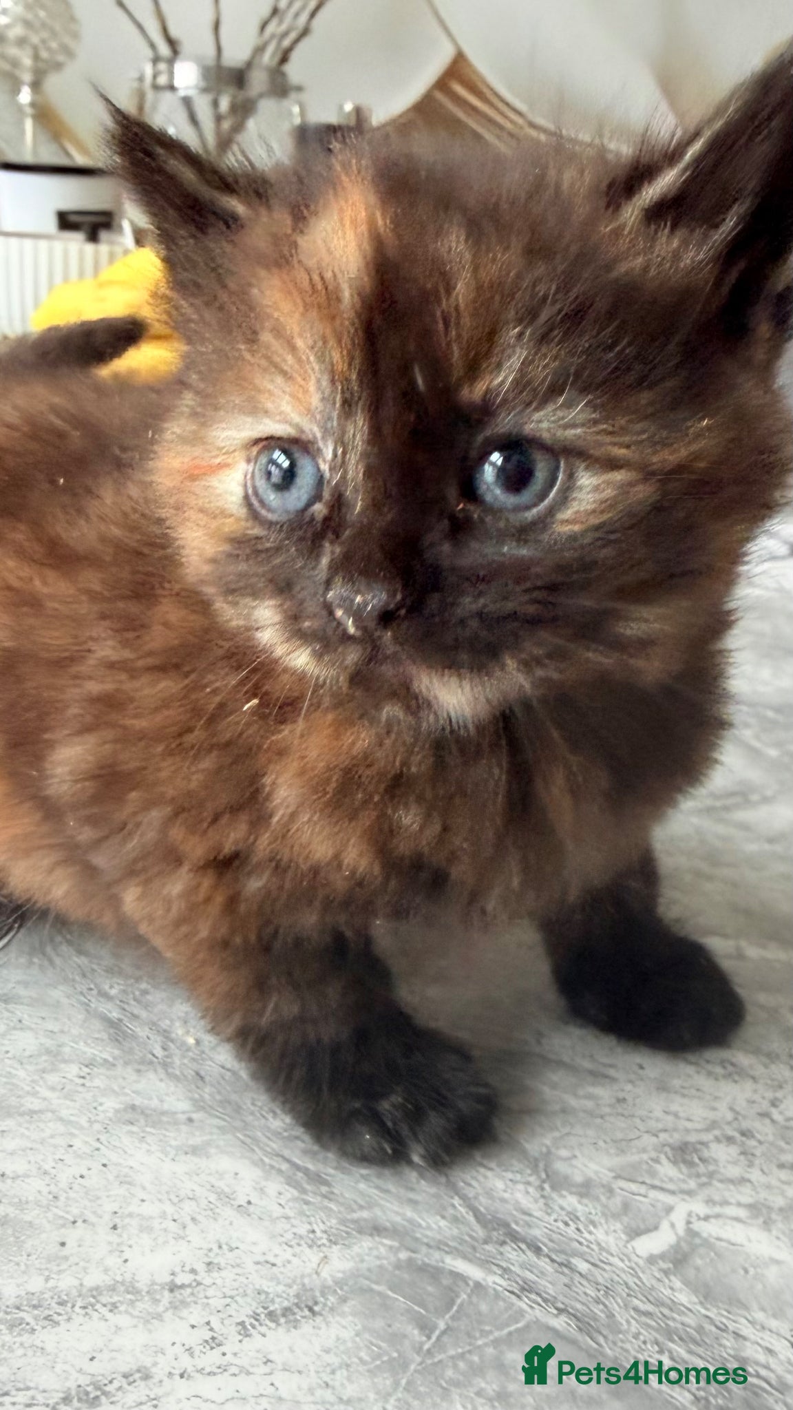 British Longhair cats for sale: Stunning and adorable  - Advert 4