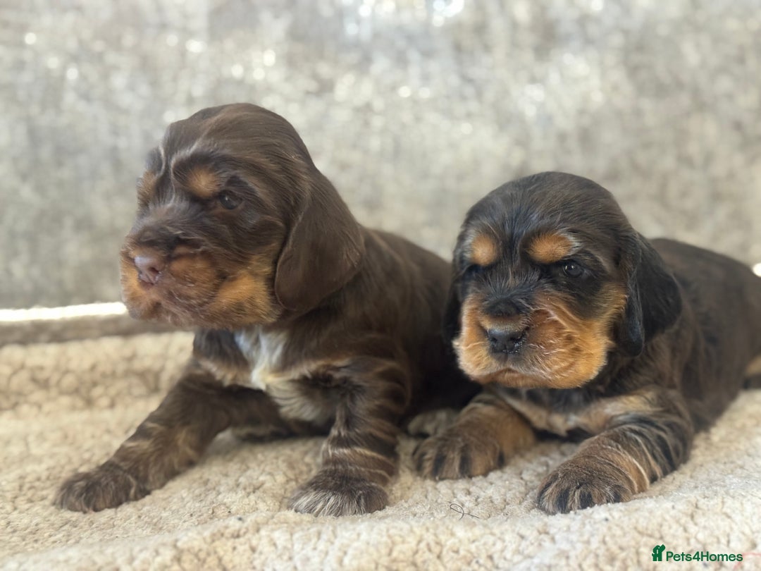 Cocker Spaniel dogs for sale: 100% SHOWTYPE KC REGISTERED HEALTH TESTED - Advert 3