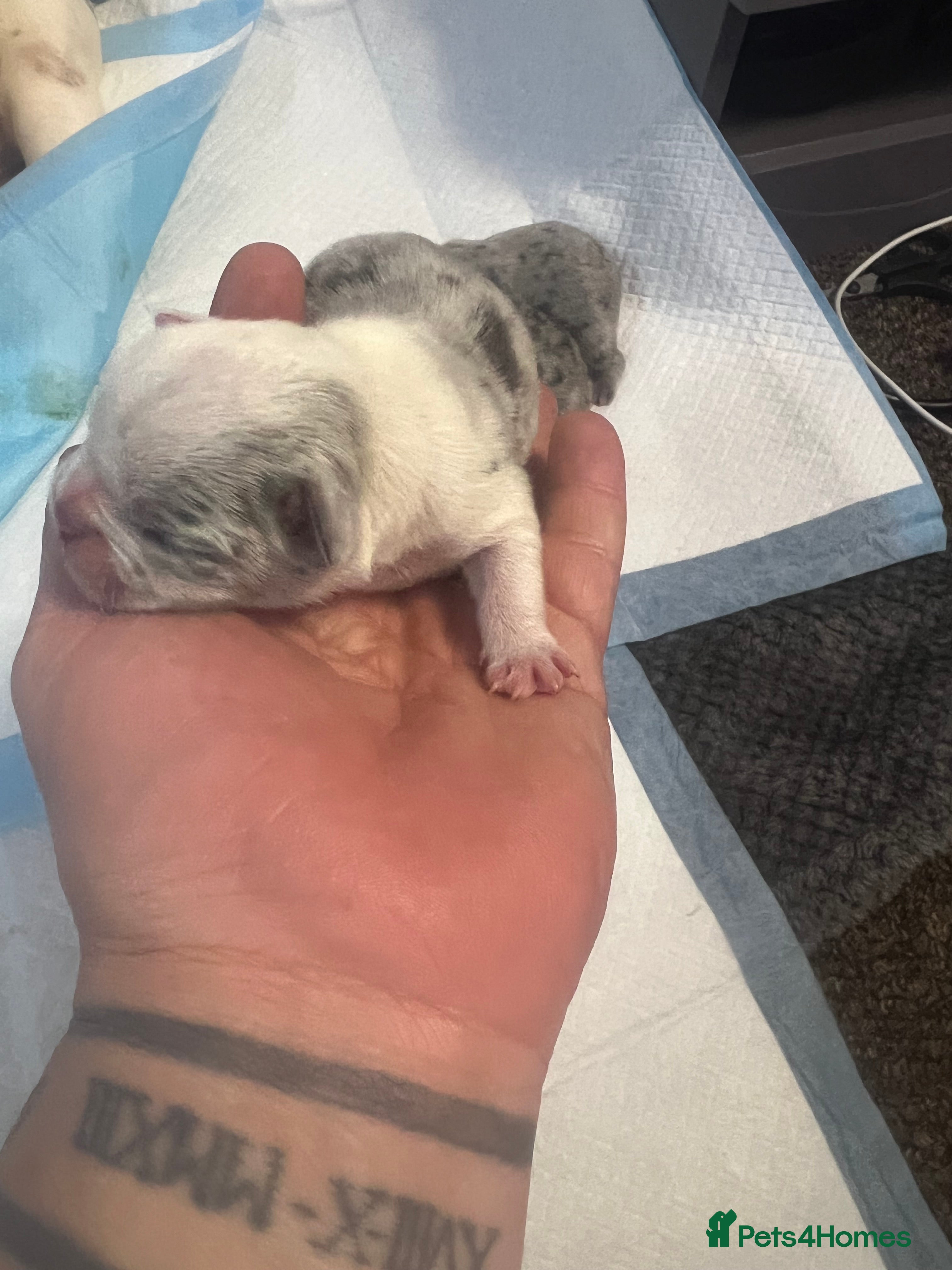 French Bulldog dogs French puppy  - Advert 3