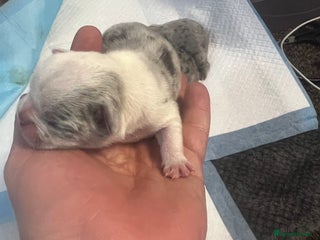 French Bulldog dogs French puppy - Advert 7