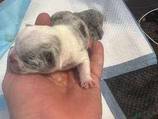 French Bulldog dogs French puppy - Advert 15