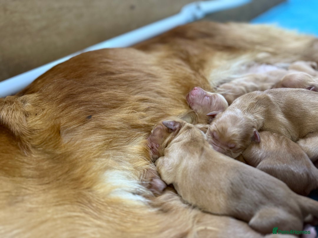 Golden Retriever dogs for sale: FOX RED WORKING GOLDEN RETRIEVERS- 5 STAR BREEDERS - Image 11