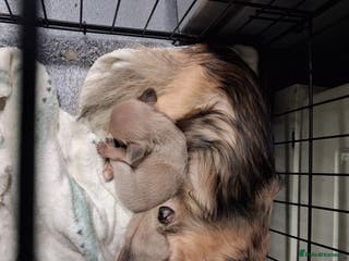 Chihuahua dogs Chihuahuas ready now - Advert 9