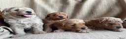 Cavapoochon dogs for sale: Beautiful Cavapoochon Puppies - Advert 9