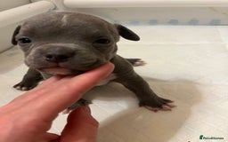 American Bull Staffy dogs for sale: 10 pocket bully - Advert 15