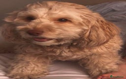Cockapoo dogs for sale: 4 Beautiful female cockerpoos  - Image 12