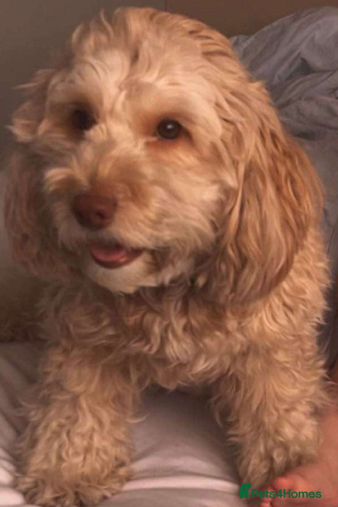 Cockapoo dogs for sale: 4 Beautiful female cockerpoos  - Image 12