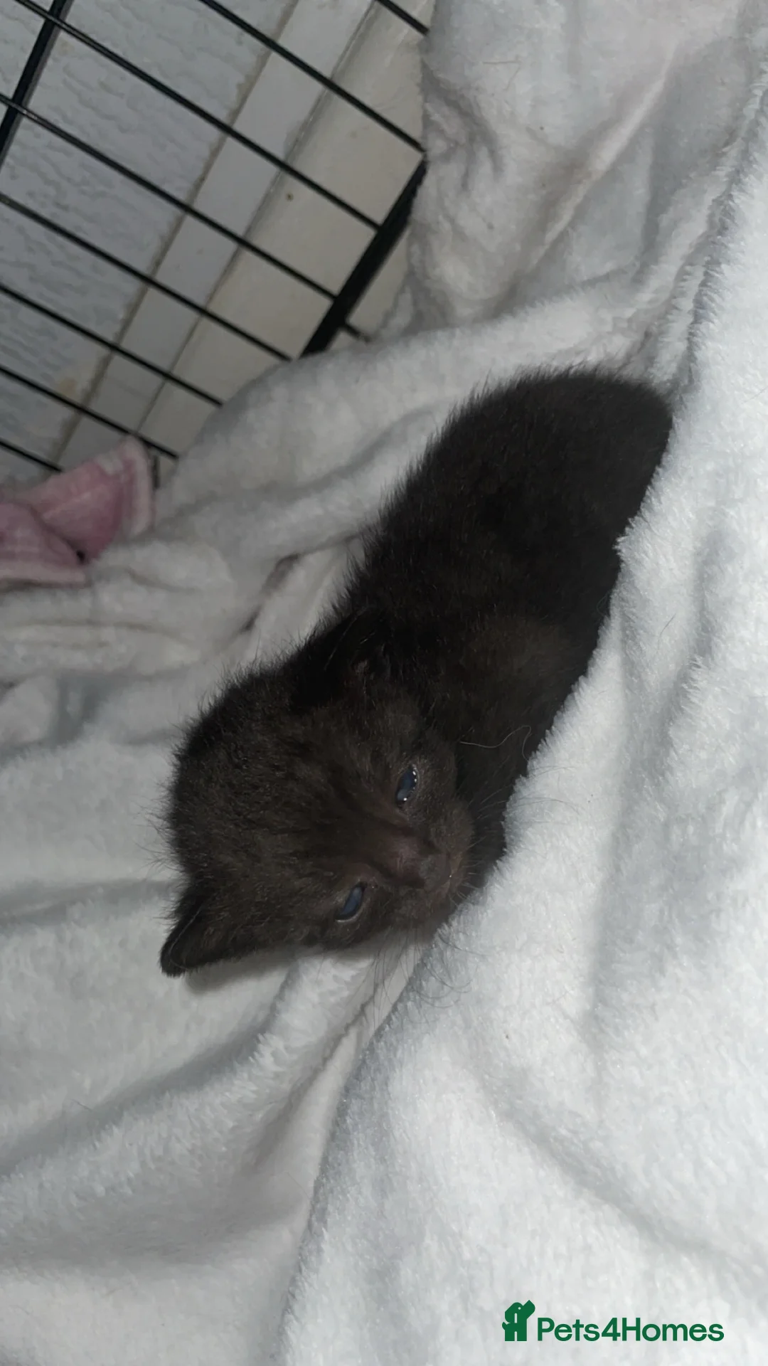 Domestic Shorthair cats for sale: ✨TWO BLACK KITTENS✨ - Advert 10