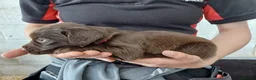 Sprocker dogs for sale: Sprocker pups for sale ( Springer x Cocker) - Advert 17