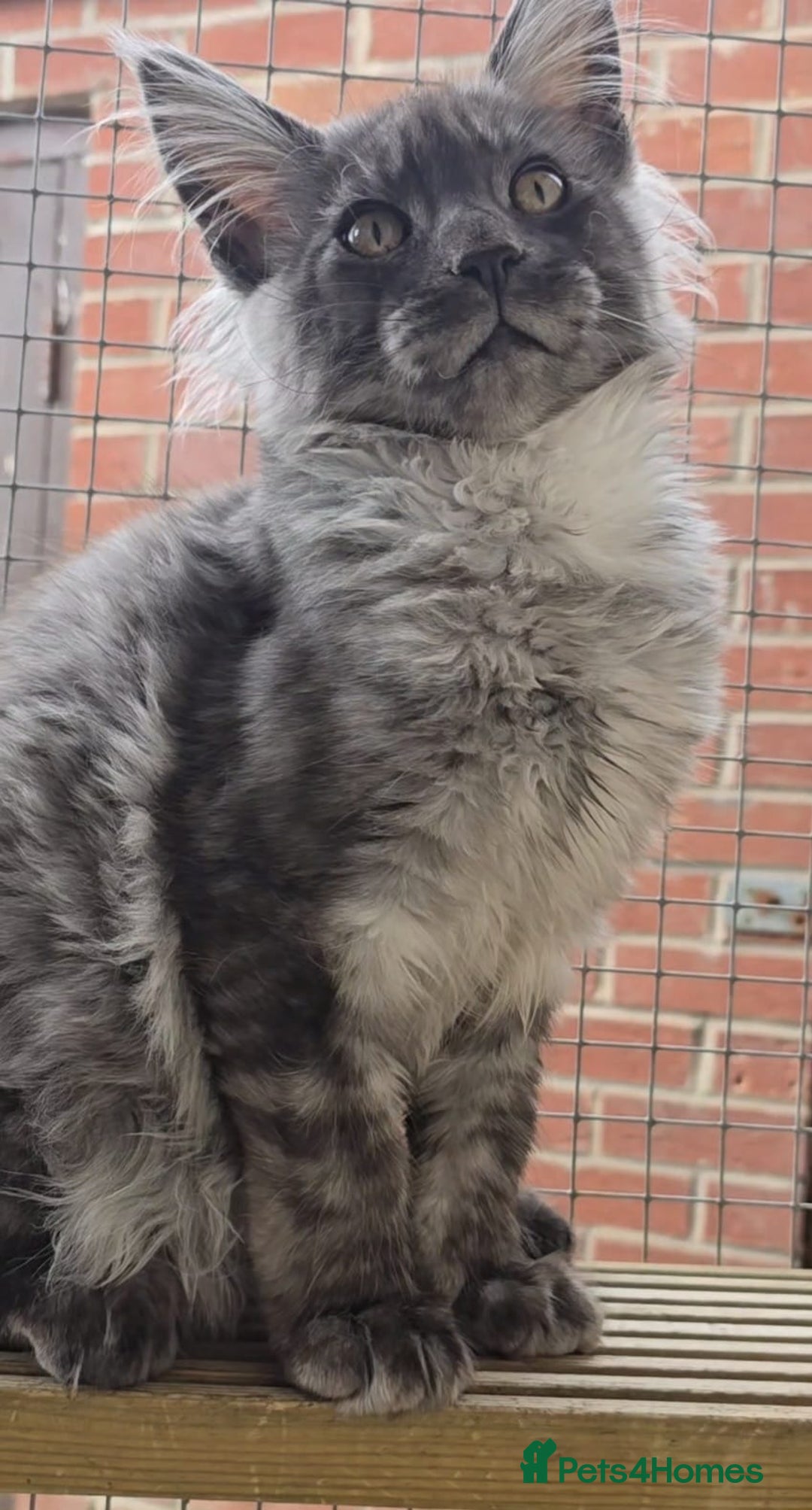 Maine Coon cats for sale: VARIOUS FULL PEDIGREE MAINE COON KITTENS FOR SALE in Rotherham - Image 17