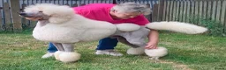 Standard Poodle dogs for sale: KC Standard Poodles due September - Advert 7