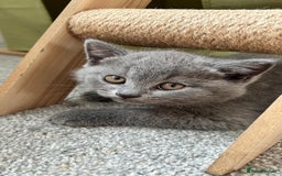 British Shorthair cats for sale: Blue British Shorthair  - Image 6