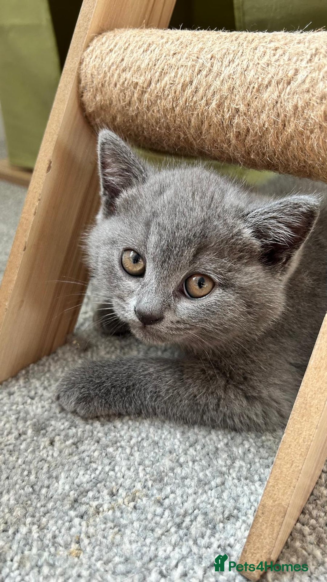British Shorthair cats for sale: Blue British Shorthair  - Image 6