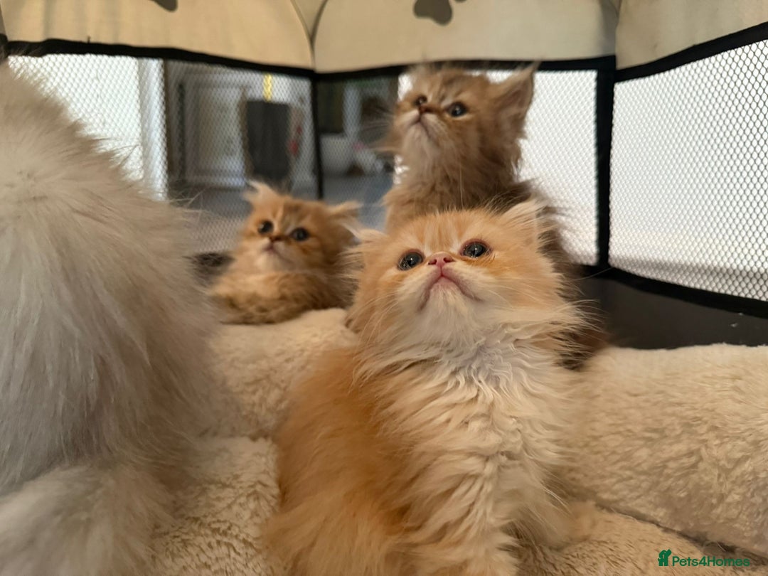 Persian cats for sale: Adorable Persian Kittens  - Image 7