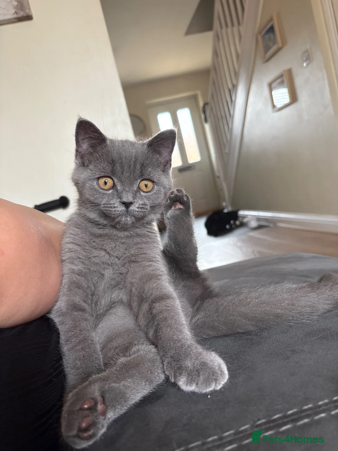 British Shorthair cats for sale: British Shorthair Kitten - Advert 2