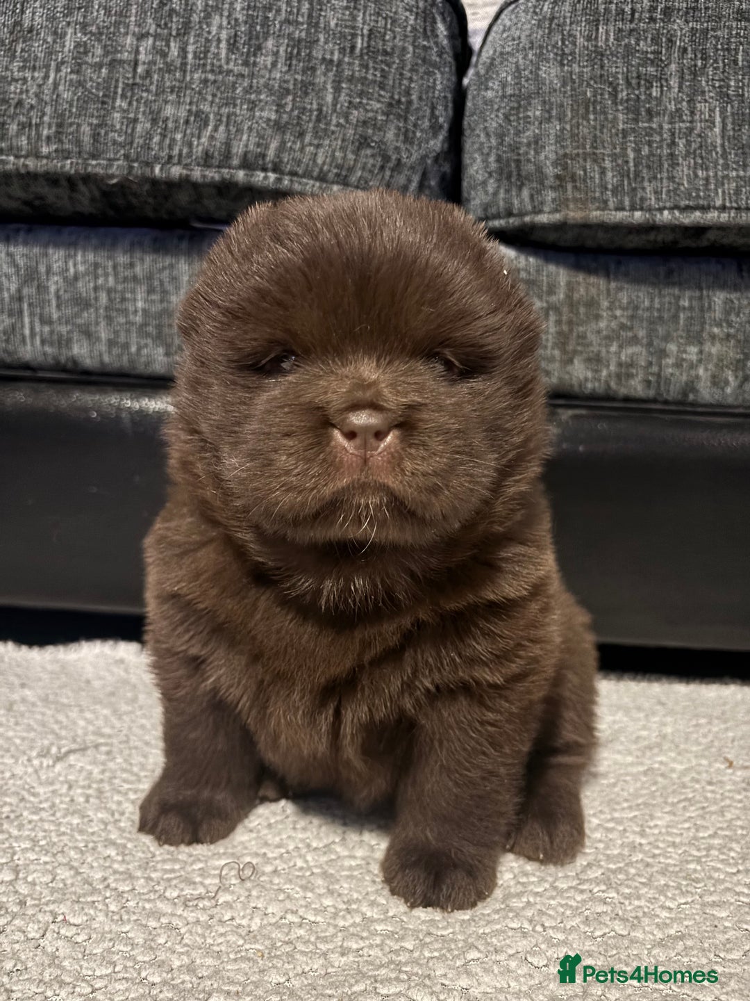 Chow Chow dogs for sale: Chow chow pups SMOOTH and FlUFFY coats  - Advert 2