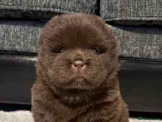 Chow Chow dogs Chow chow pups SMOOTH and FlUFFY coats - Advert 2