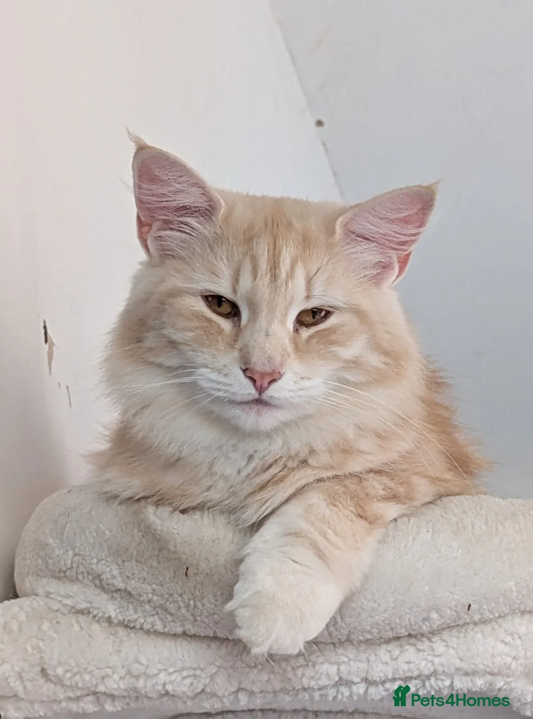Norwegian Forest Cat cats for sale: Pedigree Norwegian Forest kittens - Advert 12