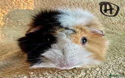 Guinea Pig rodents for sale: Various Gorgeous Guinea Pigs Available - Advert 2