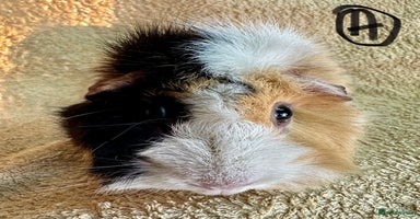 Guinea Pig rodents Various Gorgeous Guinea Pigs Available - Advert 2