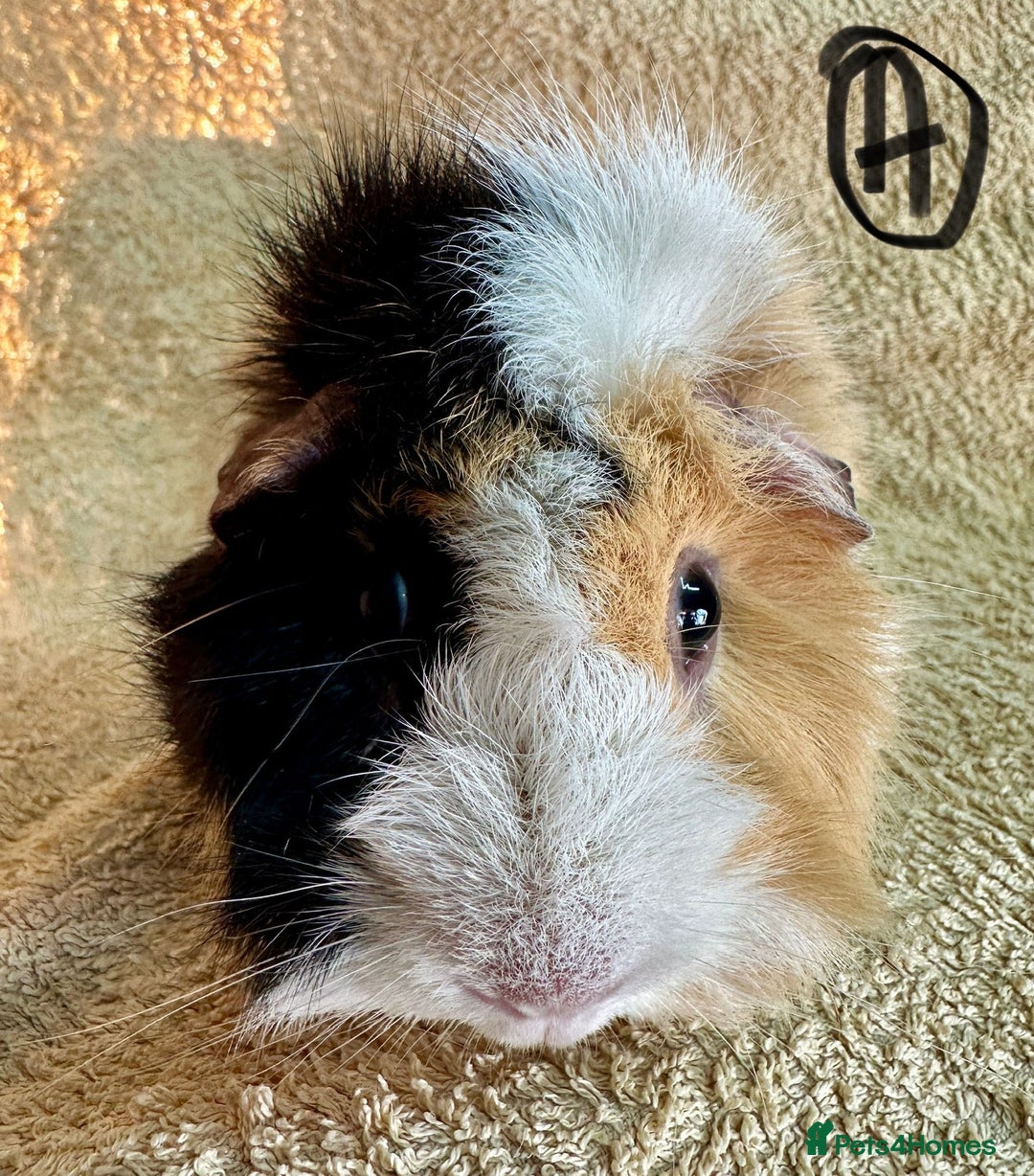 Guinea Pig rodents for sale: Various Gorgeous Guinea Pigs Available - Advert 2
