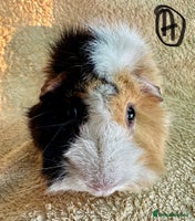 Guinea Pig rodents Various Gorgeous Guinea Pigs Available - Advert 3