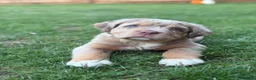 Olde English Bulldogge dogs for sale: Olde English fluffy Bulldogge puppies  - Advert 15